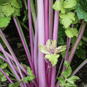 Close-up of vibrant purple stems with fresh green leaves.